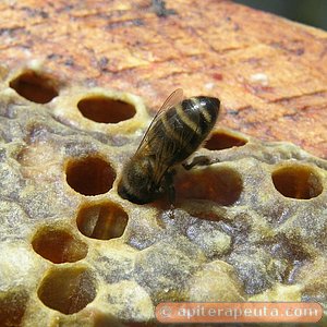 foto de abeja trabajando en una celdilla HD